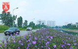Đẹp ngỡ ngàng với con đường hoa tím bên dòng sông Tô Lịch